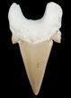 Great Quality Otodus Shark Tooth Fossil #11533-1
